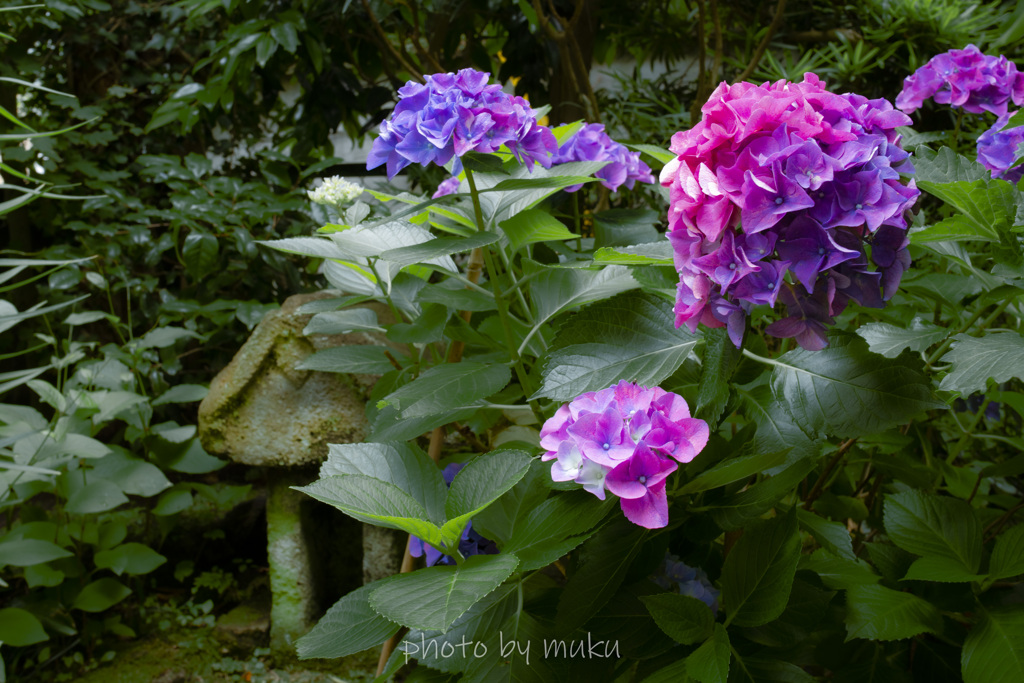 収玄寺の紫陽花