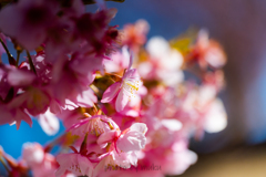 河津桜アップ