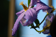 庭の花２
