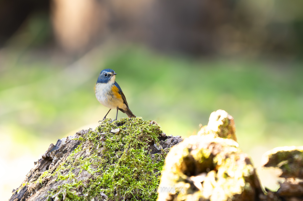 happy blue bird２