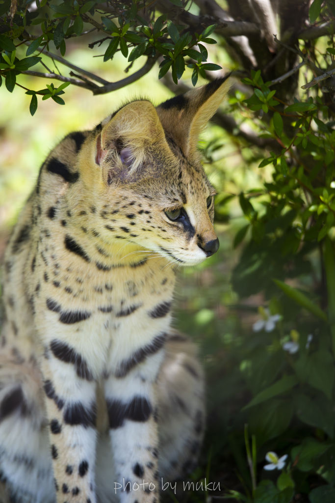 Leptailurus serval２