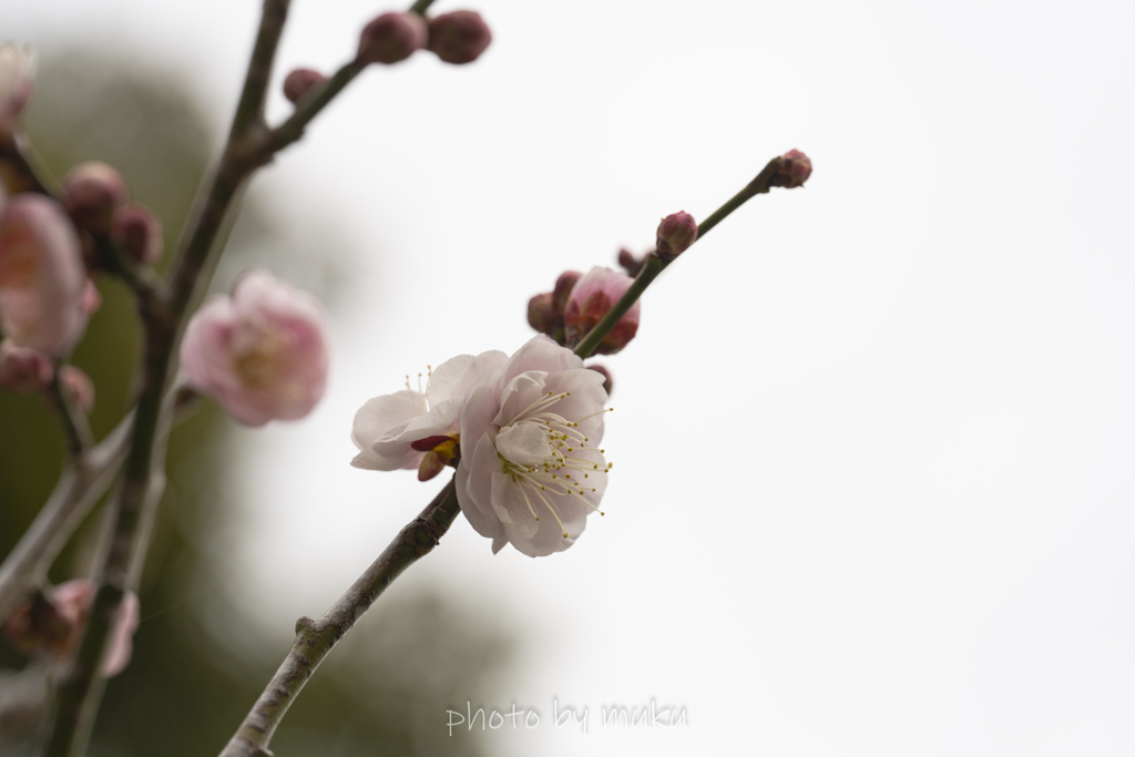 花曇り早く