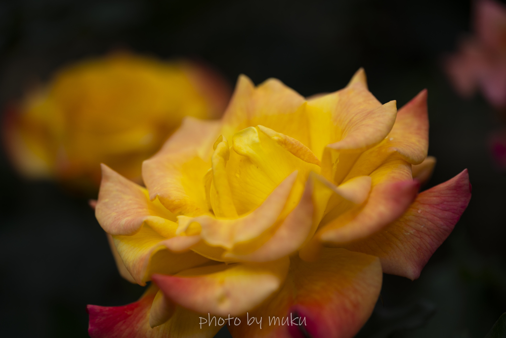 yellow２