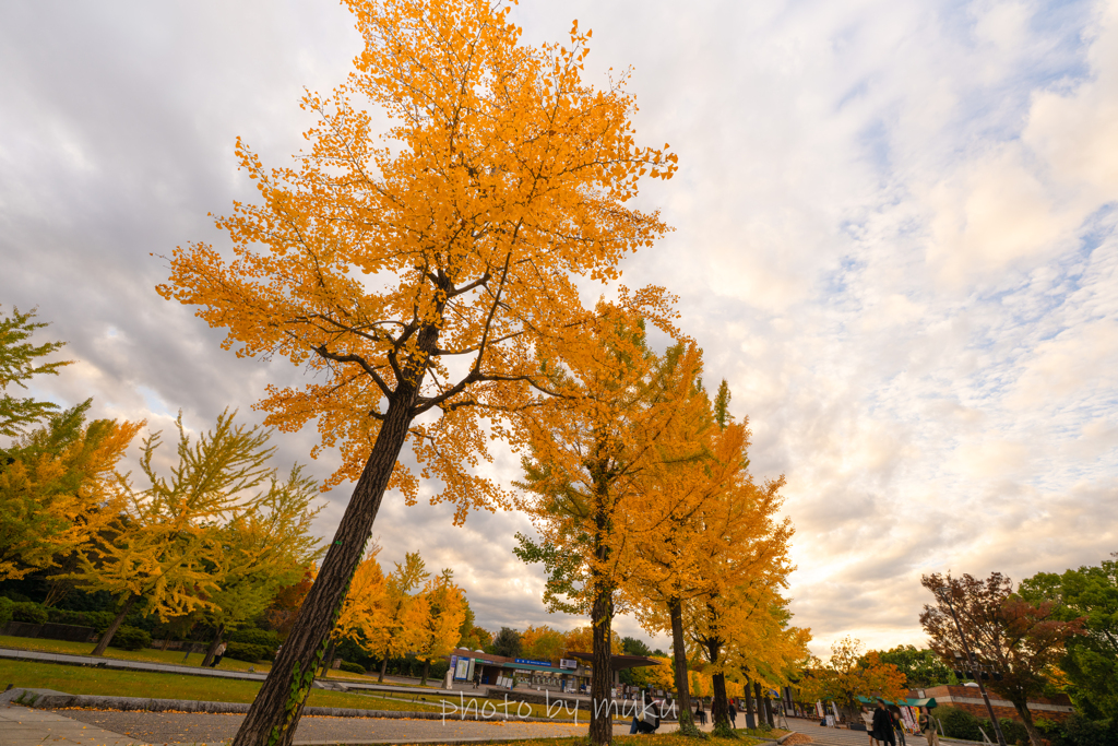 銀杏プロムナード