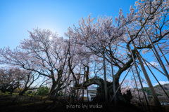 山高神代桜