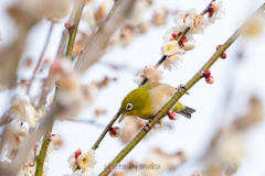 お久しぶりの梅ジロー３