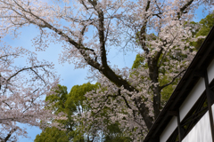海禅寺の桜２