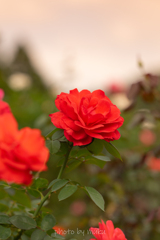 秋薔薇６
