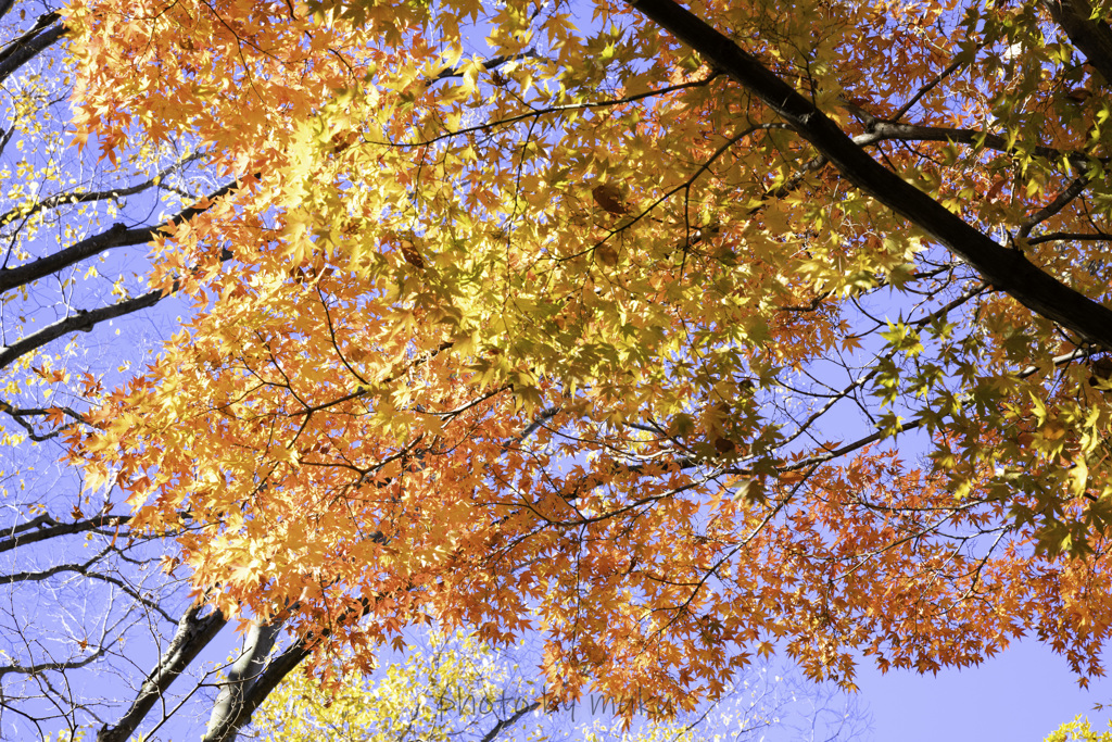 紅葉グラデーション