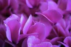 Cyclamen persicum１