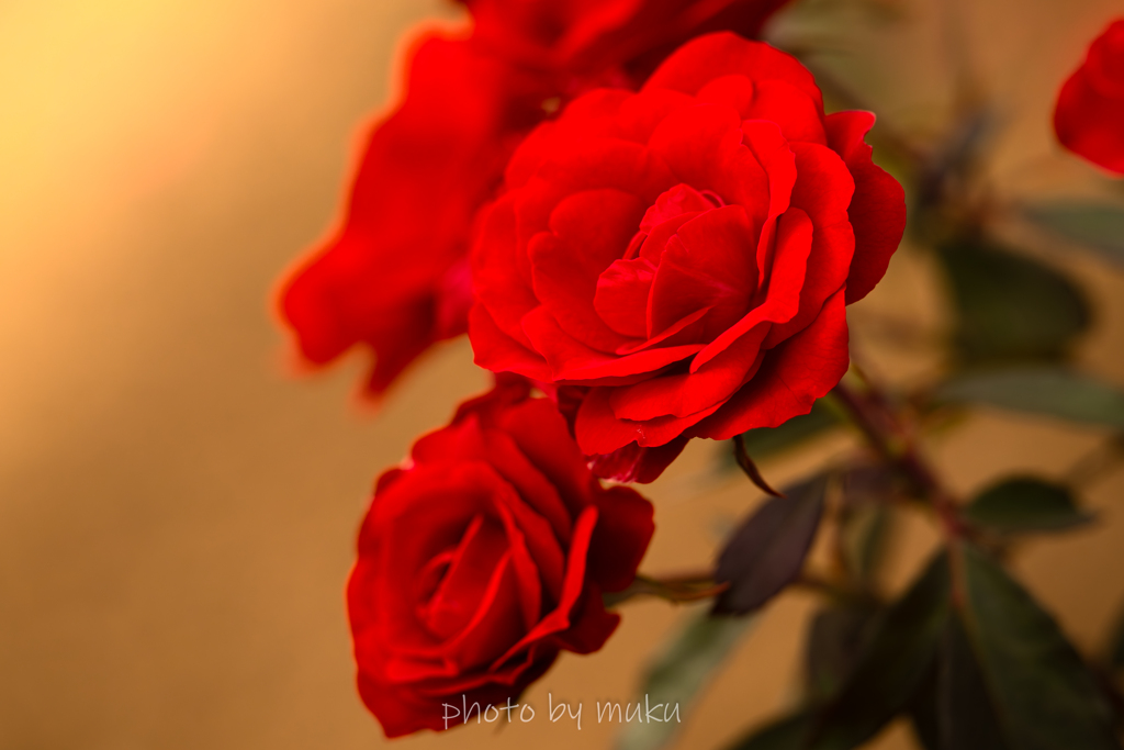 秋薔薇５