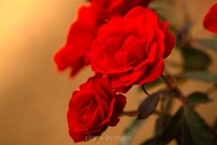 秋薔薇５
