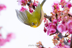花鳥１