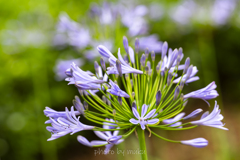 日向のAgapanthus africanus