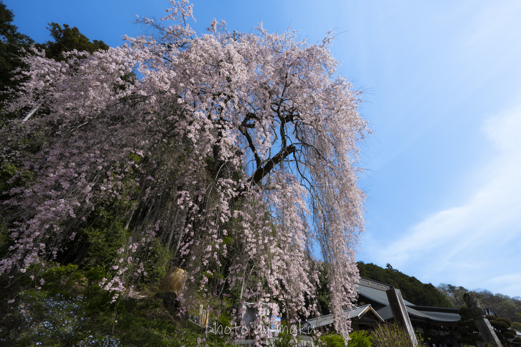 春の空に向かって