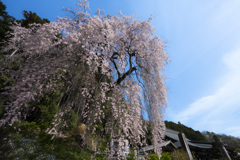 春の空に向かって