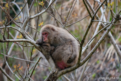 あー、仕事したくない