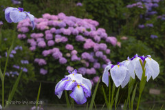 花菖蒲と紫陽花