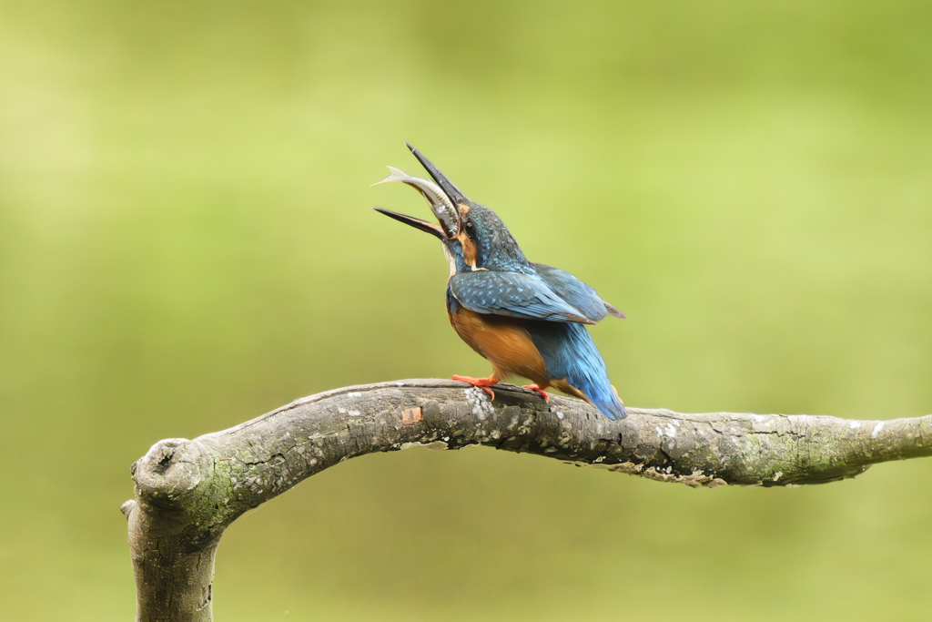 池の上で朝食を８