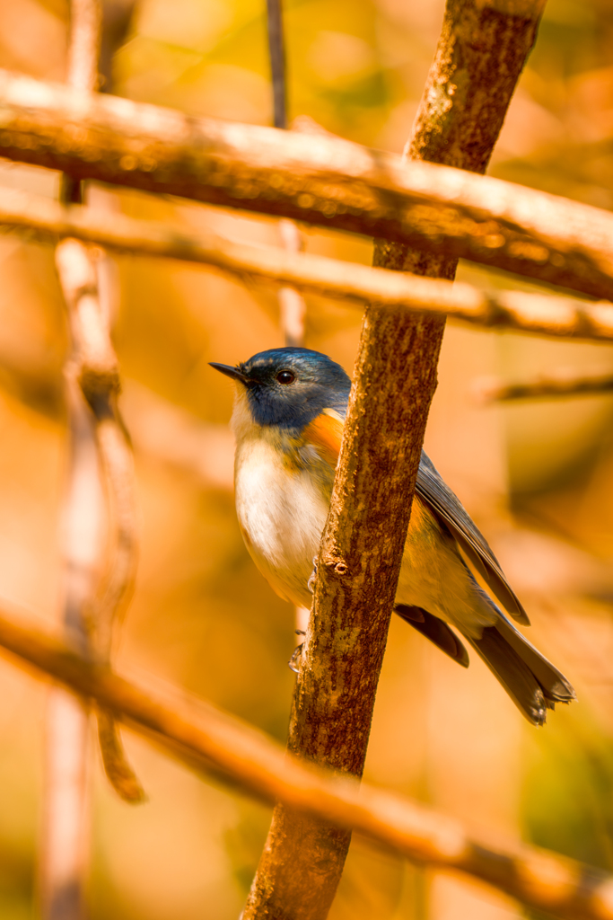 藪の中の貴公子１