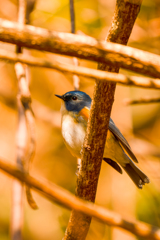 藪の中の貴公子１