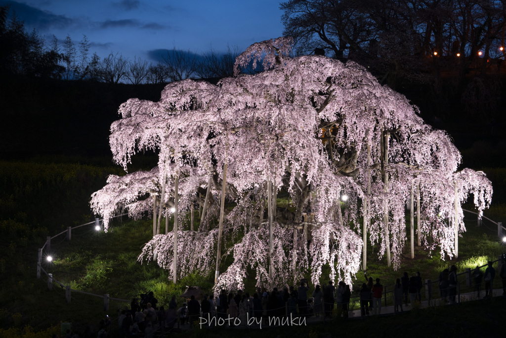 三春滝桜夜景