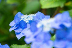 夢見る花たち１
