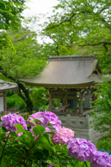 妙楽寺の紫陽花３