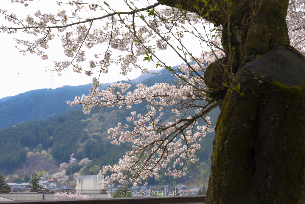 見下ろす桜