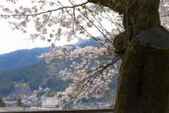 見下ろす桜