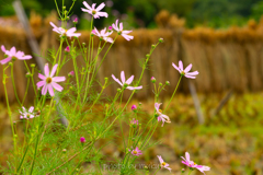 田んぼの秋桜１