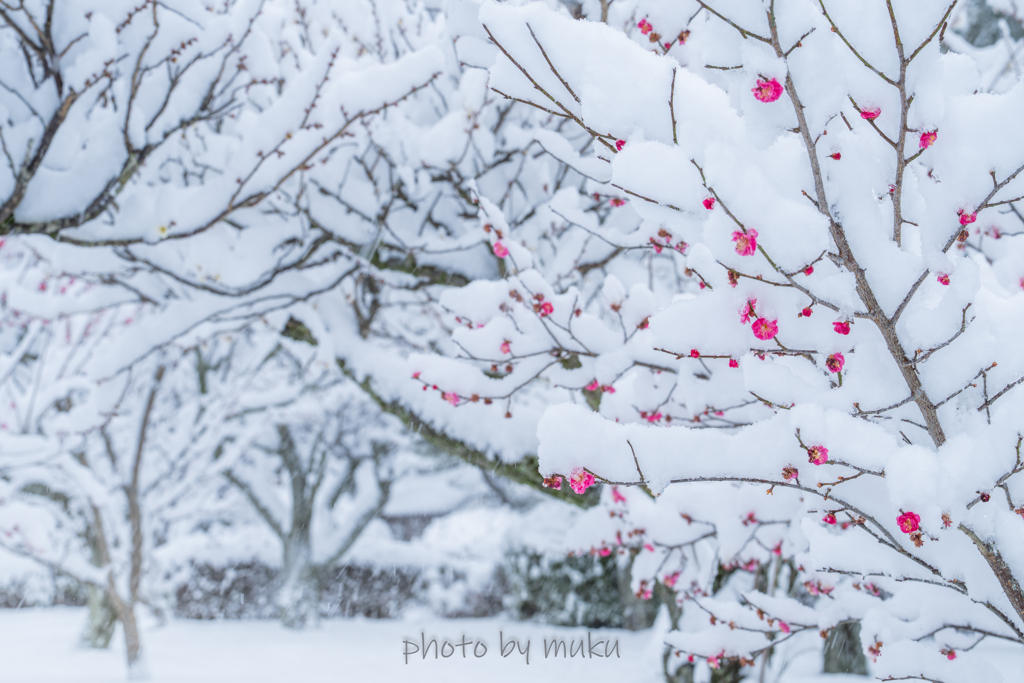 紅梅に雪化粧３