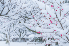 紅梅に雪化粧３