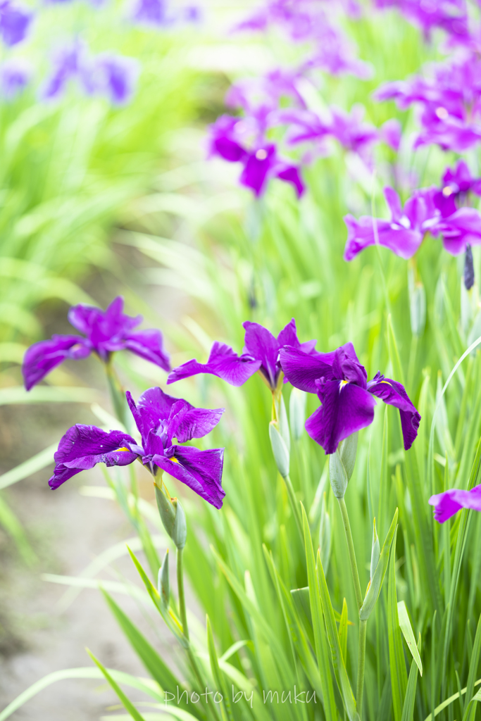 吹上の花菖蒲園５