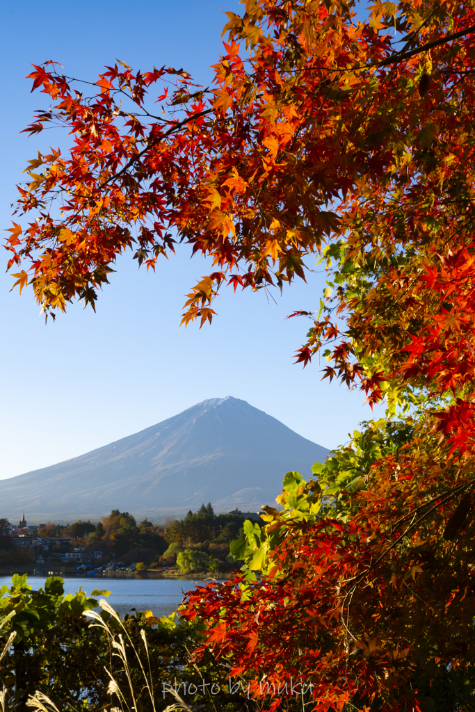 紅葉越しに