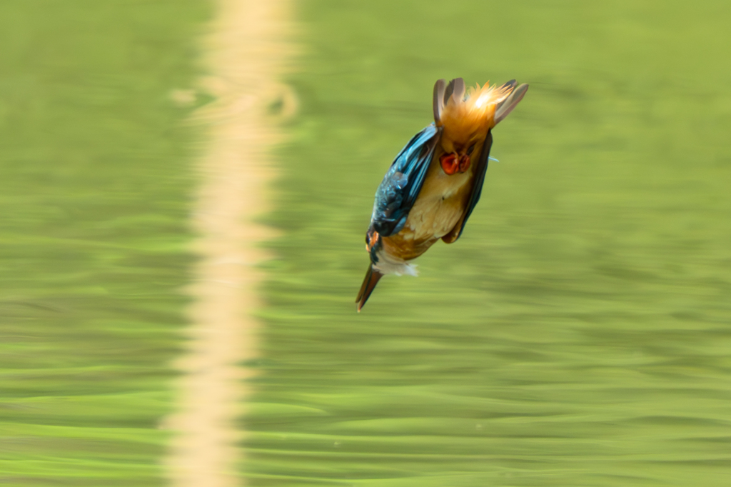 ごちそうに向かって