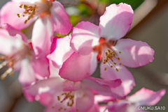 我が家の花カイドウ１