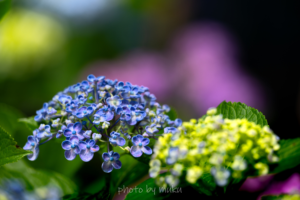 夢見る花たち３