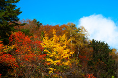 渓谷の紅葉