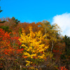 渓谷の紅葉