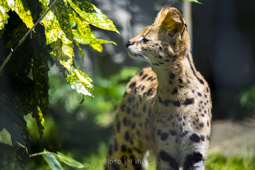 Leptailurus serval４