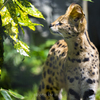 Leptailurus serval４