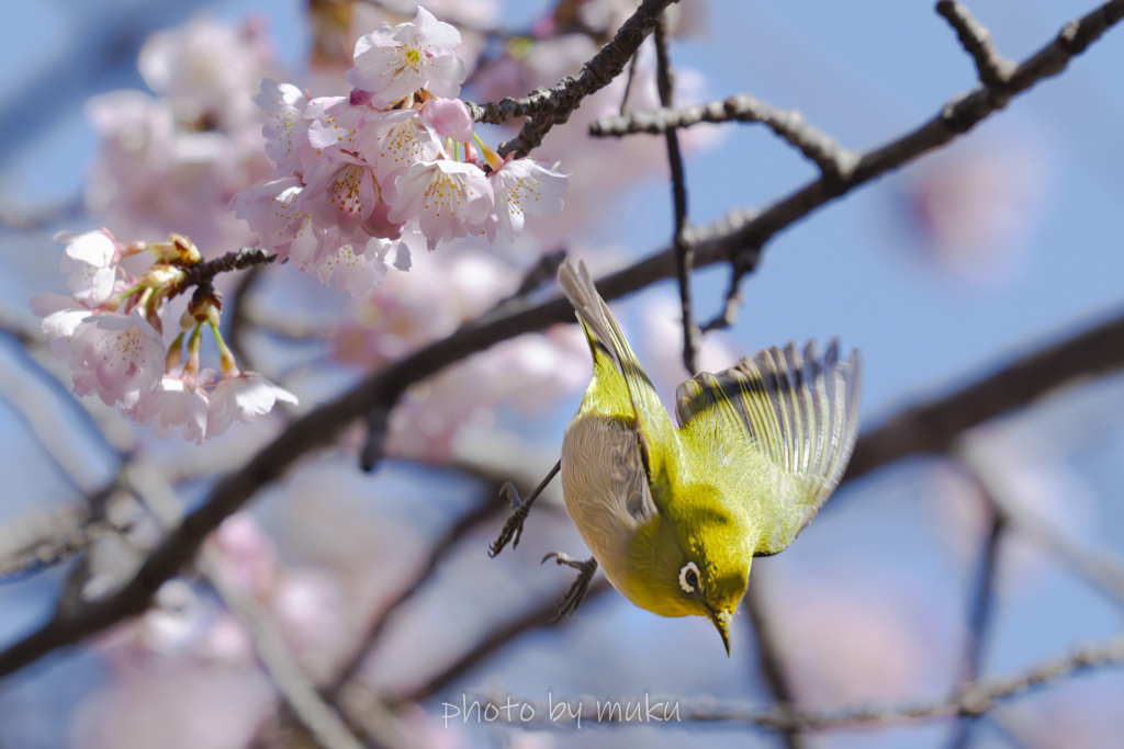 春色飛行