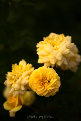 秋薔薇８