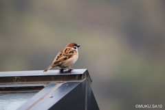 おはよう、すずこさん。