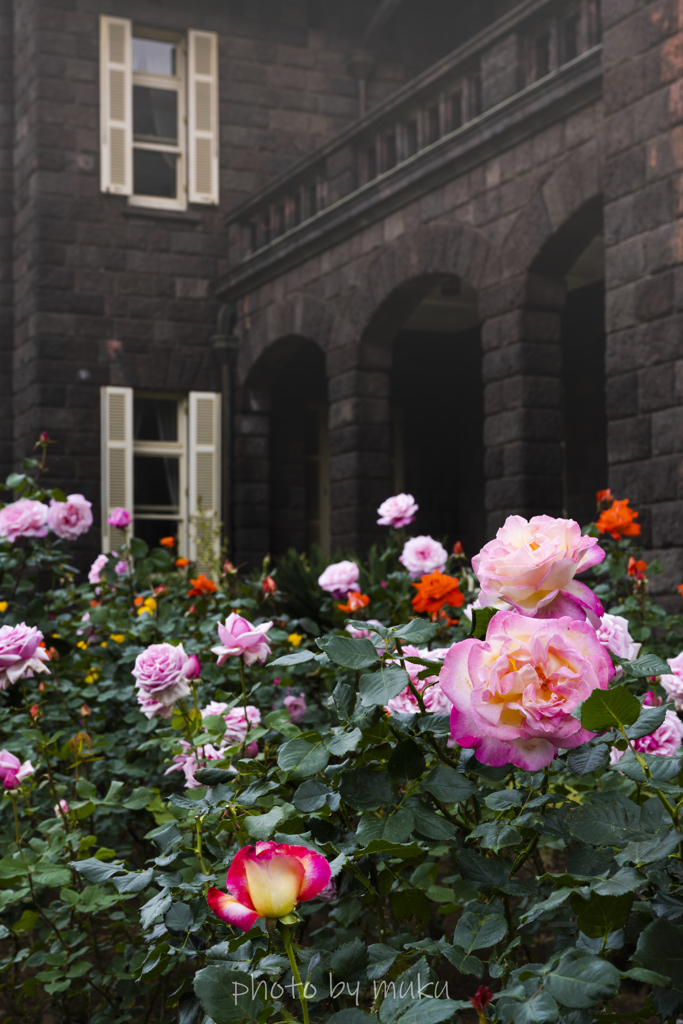 古河庭園の薔薇５