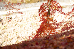 流れ落ちる紅葉