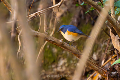 藪の中の貴公子