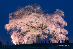 夜桜　見上げる人々