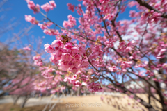 海辺の桜
